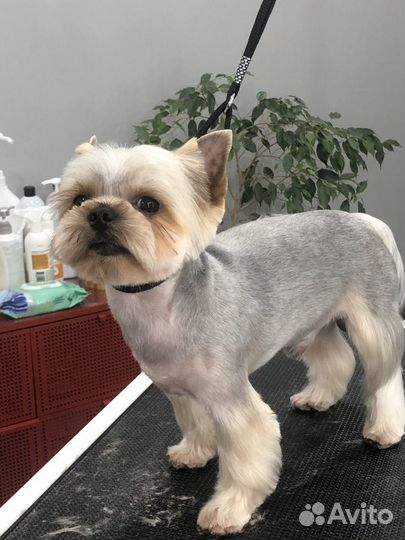 Стрижка собак