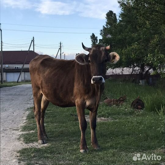 Коровы дойные швиц