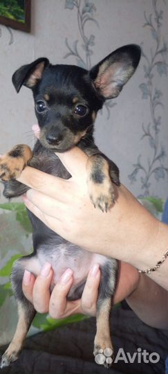 Продаются щенки Той-терьеры, 2 девочки