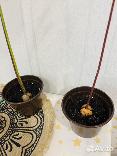 Авокадо растение