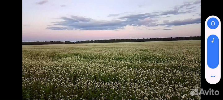 Мёд гречишный