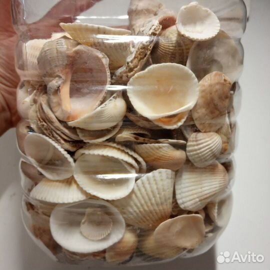 Крупные ракушки 2 кг