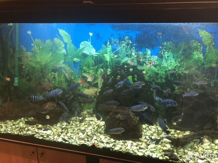 Аквариум 500 литров с рыбами, комплект, без тумбы