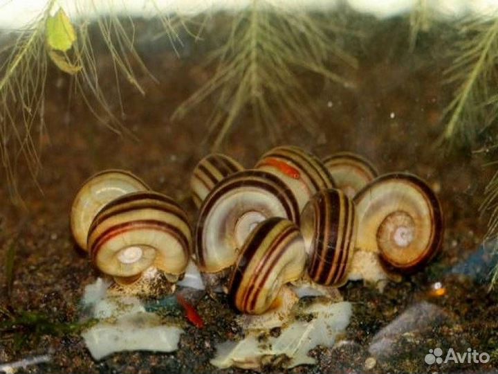 Улитка мариза