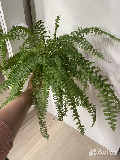 Папоротник нефролепис