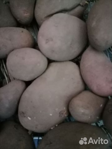 картофель на авито. семенной картофель адретта и гала. упаковка семенного картофеля. картофель в ведре. картофель крупный деревенский.