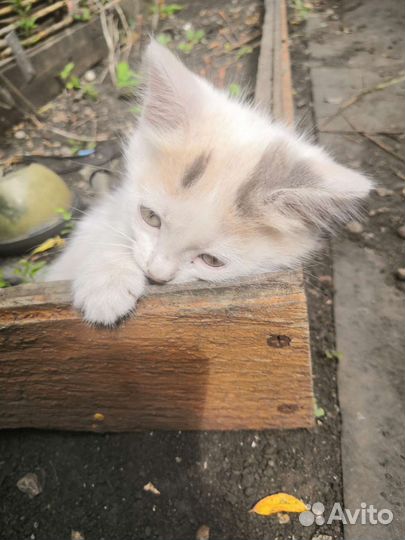 Котята бесплатно