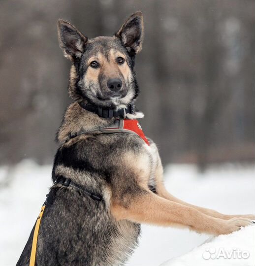 Собака бесплатно в добрые руки