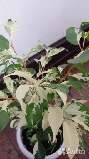 Фикус фэнтези