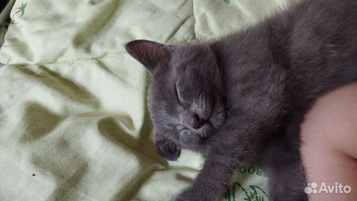 Отдам котенка в добрые руки