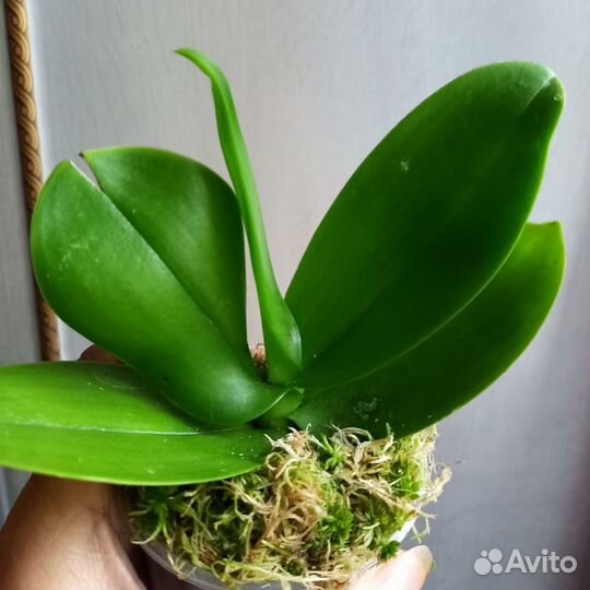 Орхидея фаленопсис мини(бронь)