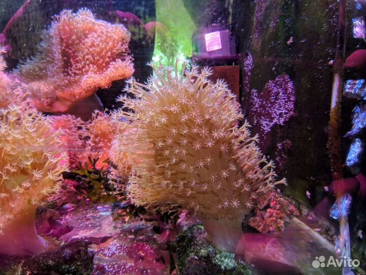 Морская фауна, Кораллы, Медузы, Актинии