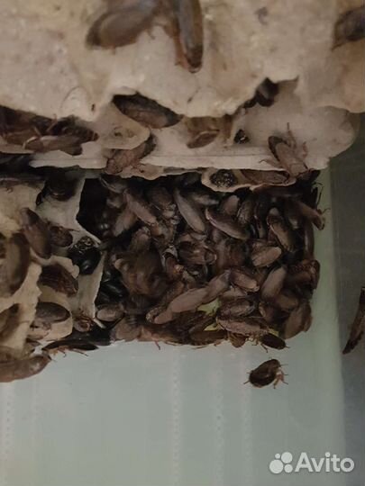 Мраморные тараканы