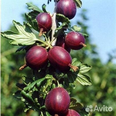 Крыжовник