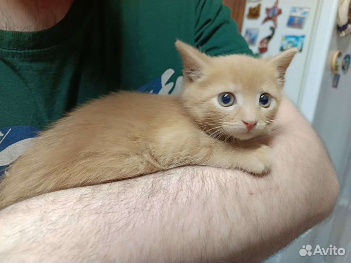 Рыжий котенок