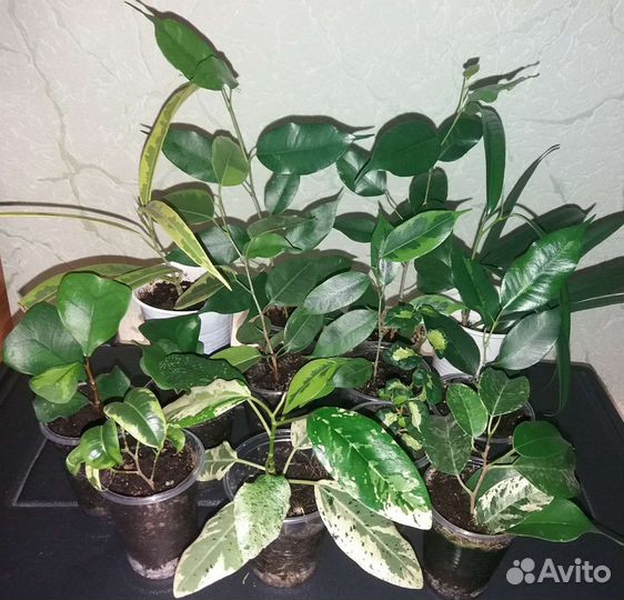 Сортовые фикусы