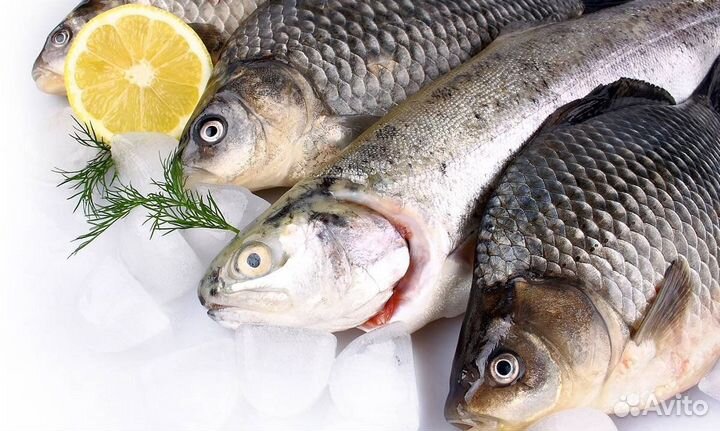 Рыба замороженая рыбинское водохранилище