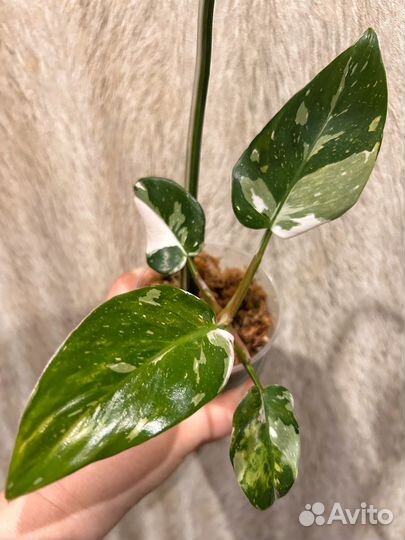 Филодендрон белая принцесса