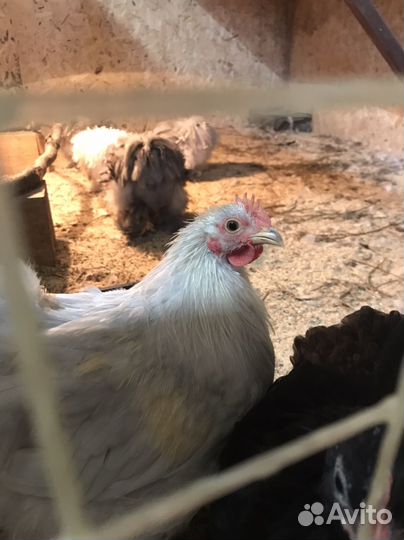 Петушки Карликовый Кохин Хин