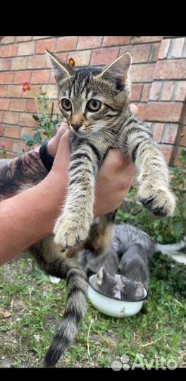 Котята в добрые руки