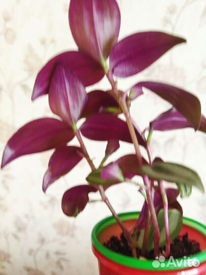 Растения, Лот