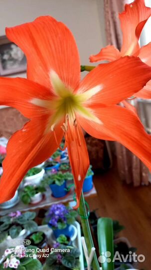 Лилия (гиппеаструм)