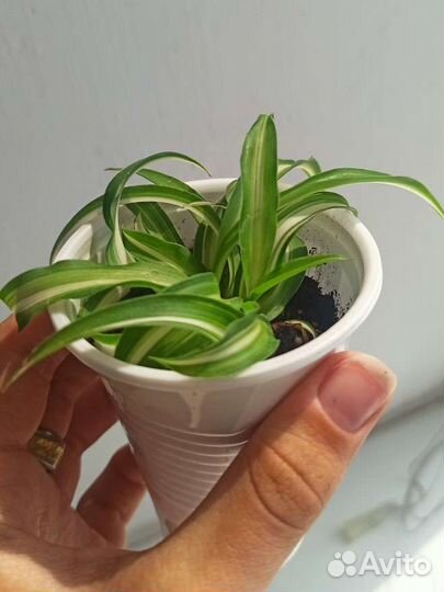 Хлорофитум