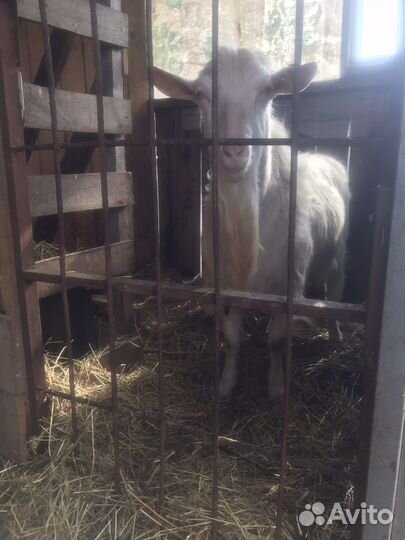 Коза с козленком, козлики