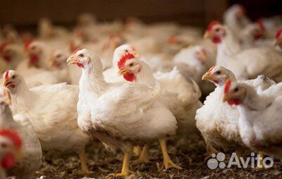 Мулард, гусь, утка и другая С/Х птица