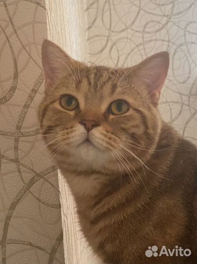 Мраморный британец кот