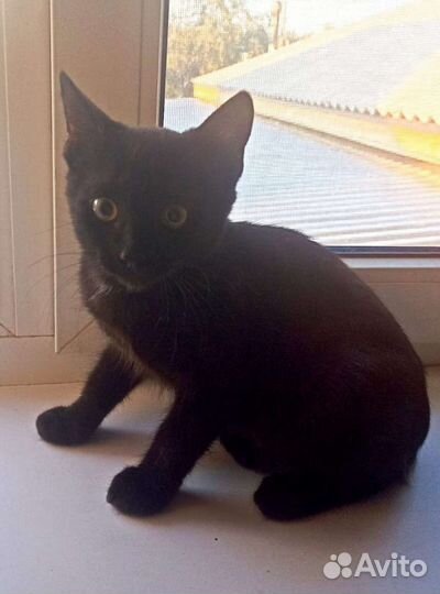 Котик-подросток. Доставка