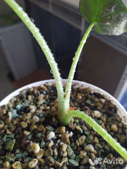 Алоказия блек вельвет