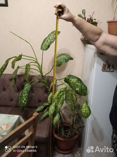 Комнатные цветы