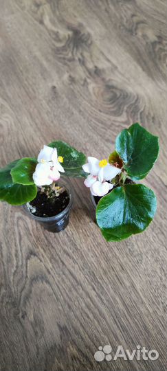 Бегония вечноцветущая