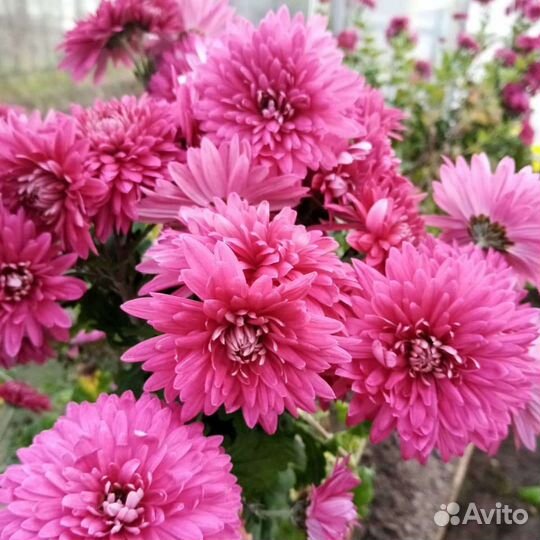 Хризантема