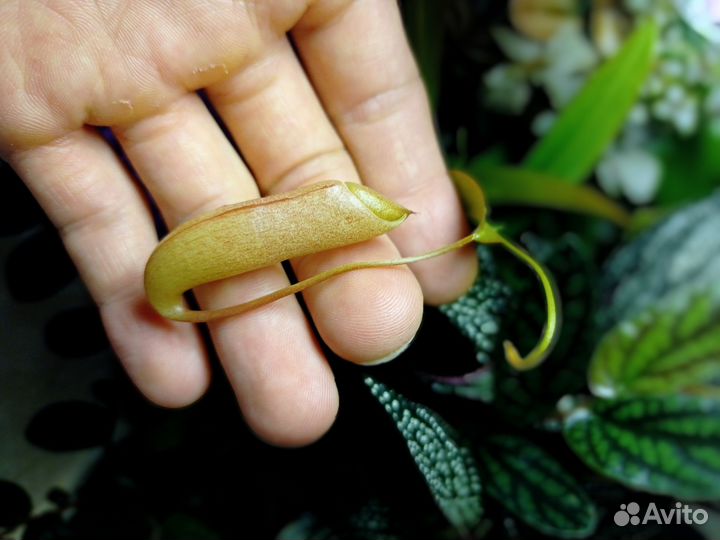 Растения террариумные, хищные