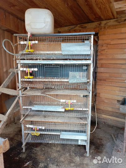 Клетка для перепелок