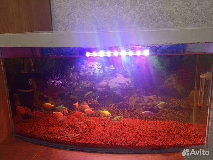 Аквариум с рыбками