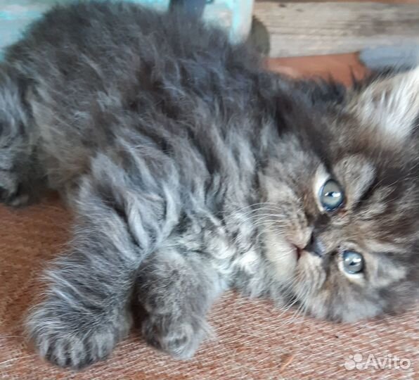 Очаровательный длинношерстный британец