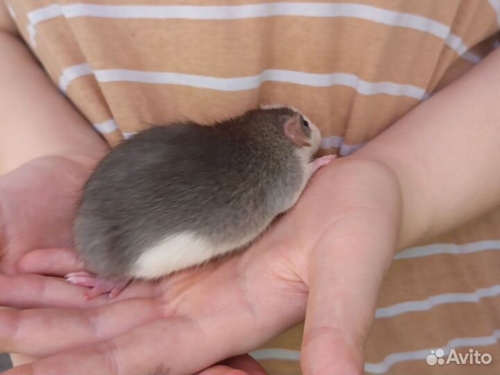 Декоративная крыса