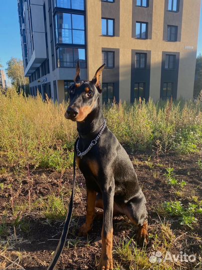 Щенок добермана