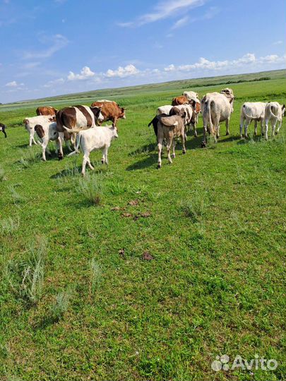 Коровы и Телята