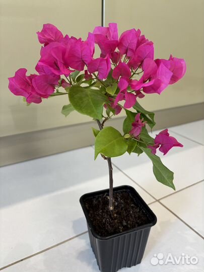 Бугенвиллия