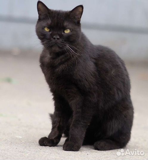 Кот Каспер - нужна семья