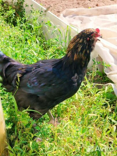 Куры и петухи