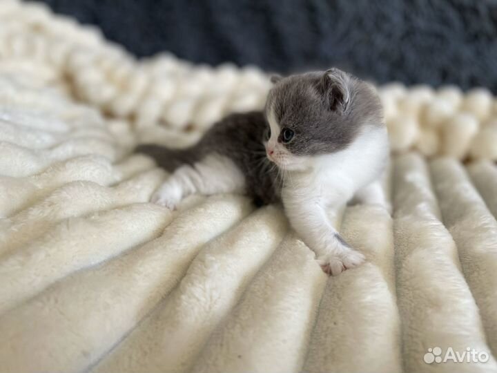 Шотландские котята