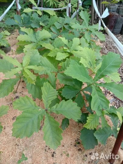 Саженцы дуба