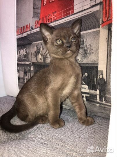Бурманские котята
