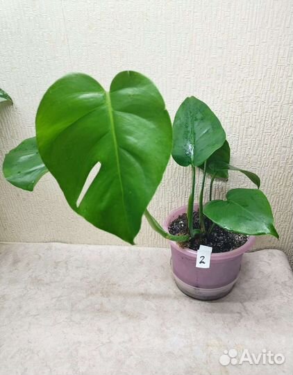 Монстера Деликатесная (обычная)