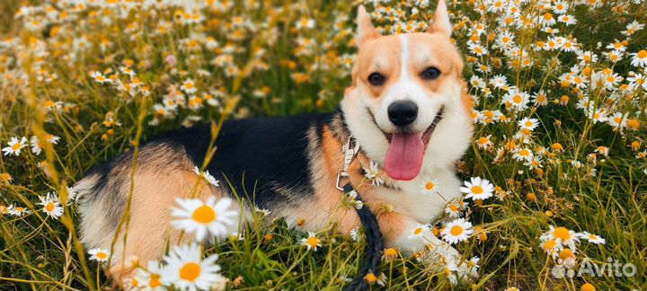 Корги вязка